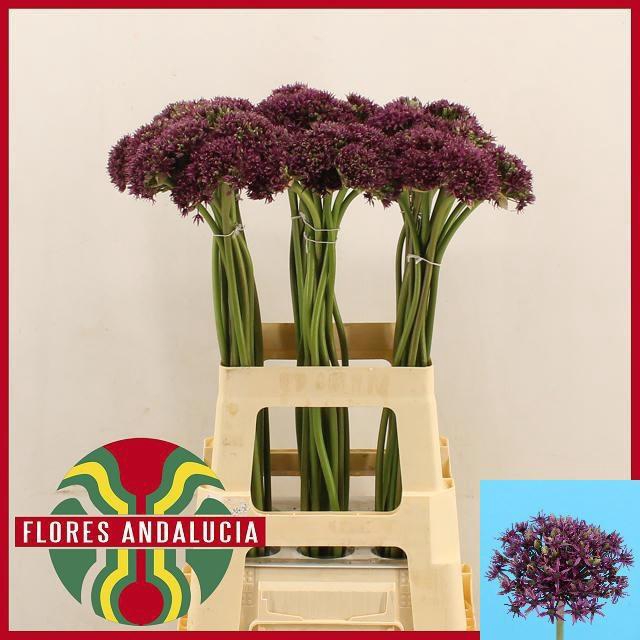 <h4>ALLIUM  MIAMI</h4>