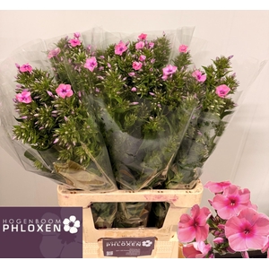PHLOX P KIKI