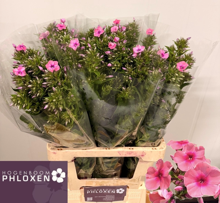 <h4>PHLOX P KIKI</h4>