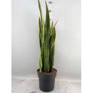 Sansevieria trifa. 'Laurentii'