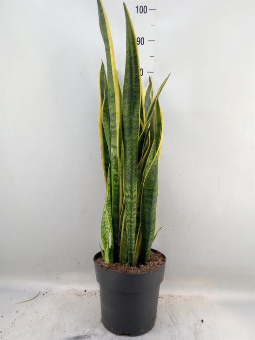 <h4>Sansevieria trifa. 'Laurentii'</h4>