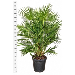 CHAMAEROPS HUMILIS