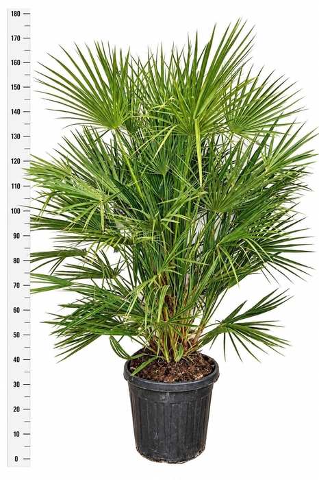 <h4>CHAMAEROPS HUMILIS</h4>