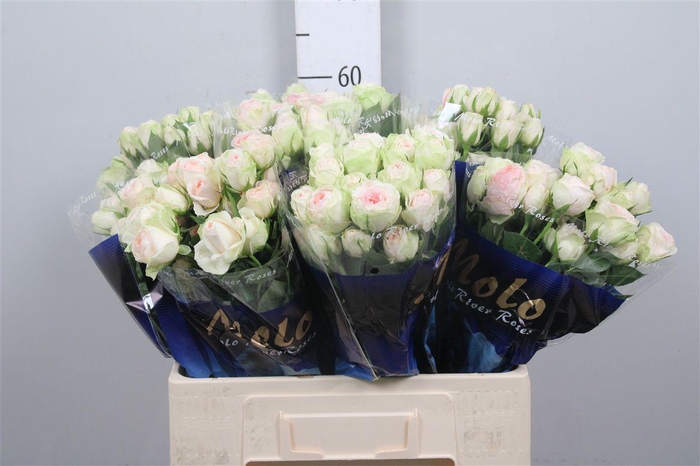 <h4>R Tr Rlm Ing Kristi</h4>