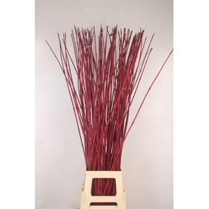 Cornus Alba Sibirica Red