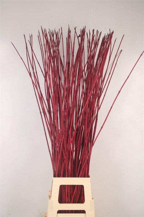 <h4>Cornus Alba Sibirica Red</h4>