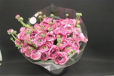 <h4>Cloni Super Pierrot</h4>