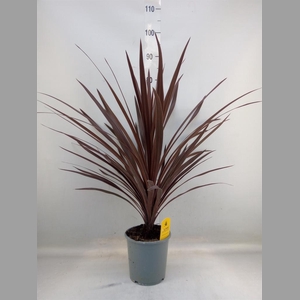 Cordyline austr. 'Red Star'