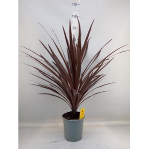 Cordyline austr. 'Red Star'
