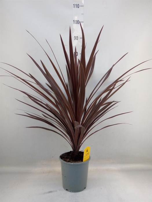 <h4>Cordyline austr. 'Red Star'</h4>