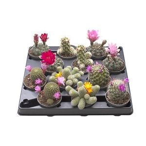 CACTUS E p6 bloem