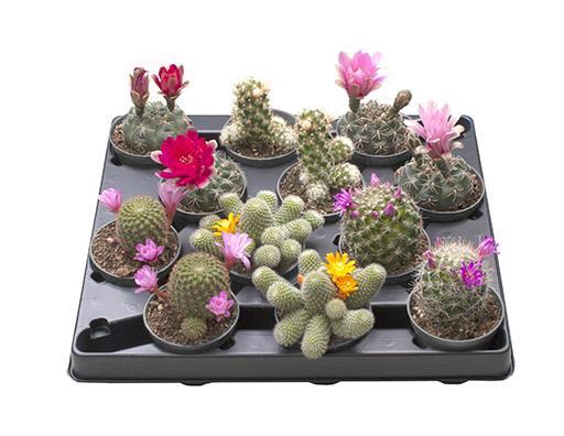 <h4>CACTUS E p6 bloem</h4>