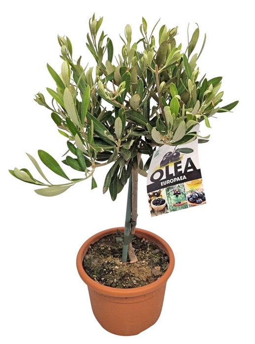 <h4>OLEA EUROPAEA</h4>