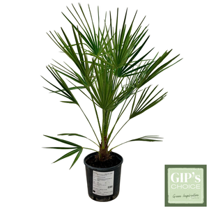 Chamaerops humilis P18