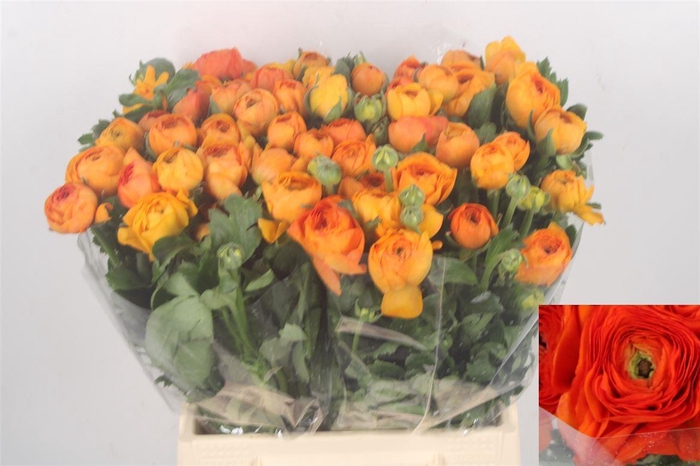 <h4>Ran El. Orange Ex</h4>