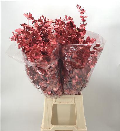 <h4>Col Cinerea Red Metal</h4>