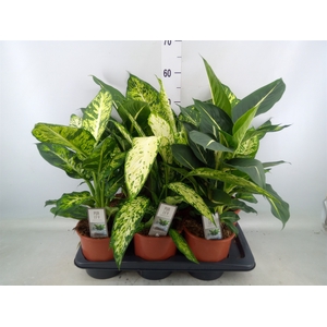 Dieffenbachia   ...mix