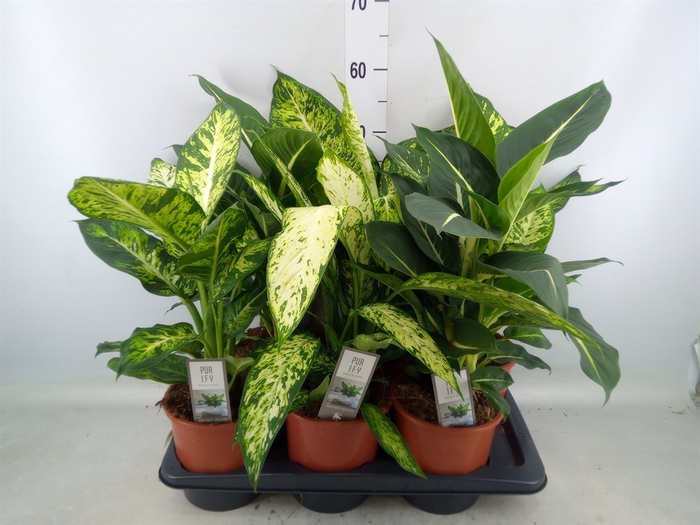 <h4>Dieffenbachia   ...mix</h4>