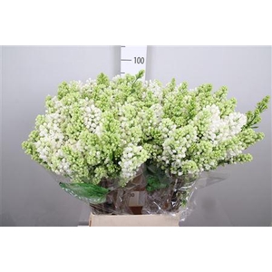 Syr V Mme Fl Stepman 4+