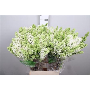 Syr V Mme Fl Stepman 4+