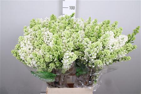 <h4>Syr V Mme Fl Stepman 4+</h4>