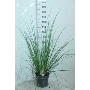 Cortaderia Selloana Pumila