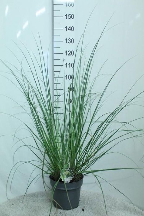 <h4>Cortaderia Selloana Pumila</h4>