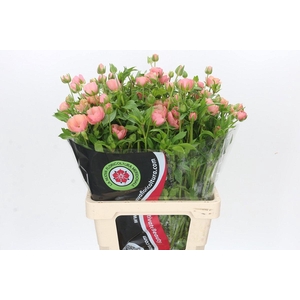 Ranunculus Moderna Carezza