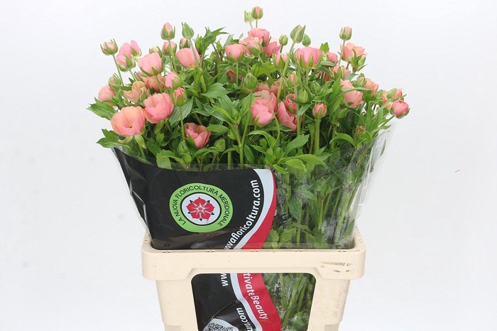 <h4>Ranunculus Moderna Carezza</h4>