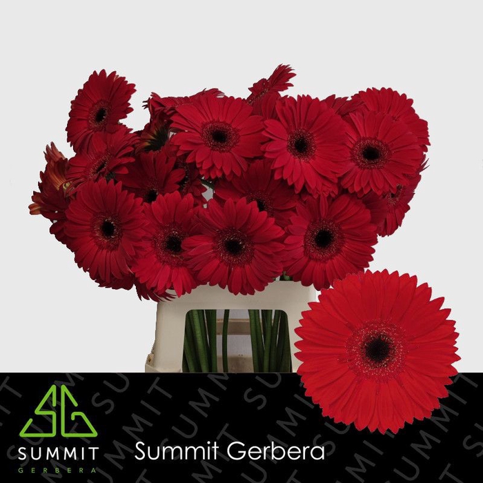 <h4>Gerbera Blinddate Lang Ongelijk 60cm Water x40</h4>