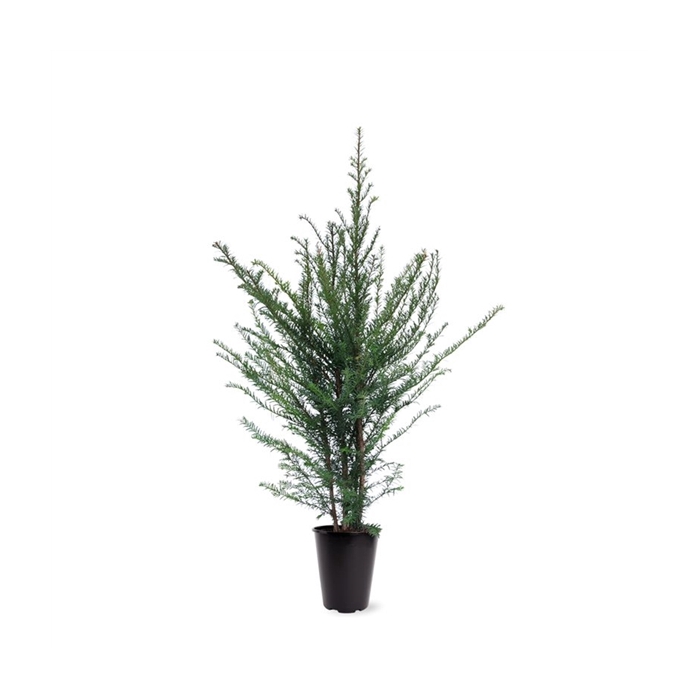 <h4>Taxus baccata (zonder etiket)</h4>