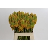 Kniphofia Eycone Peach
