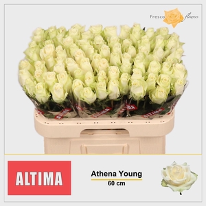 R GR ATHENA