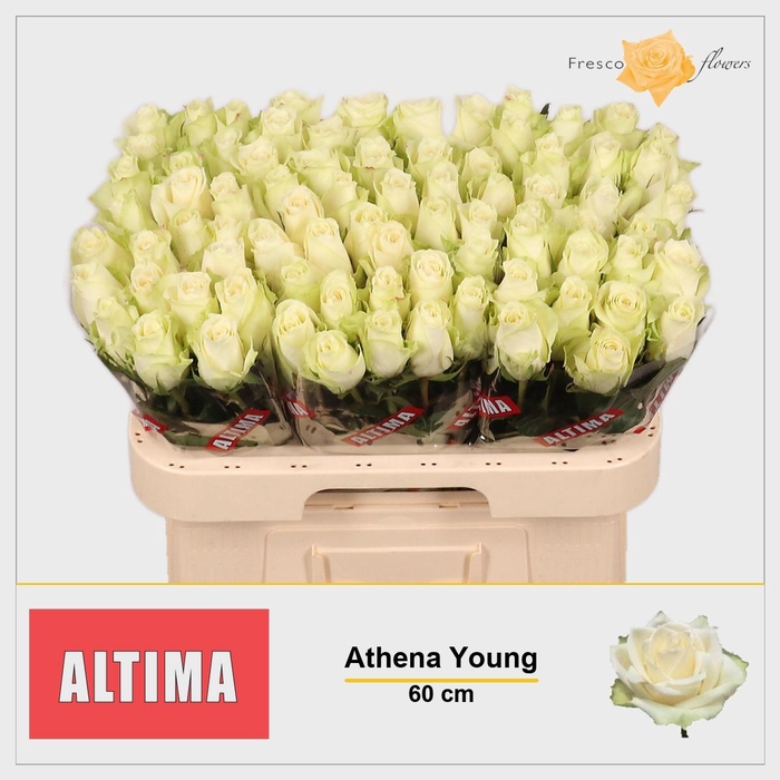 <h4>R GR ATHENA</h4>