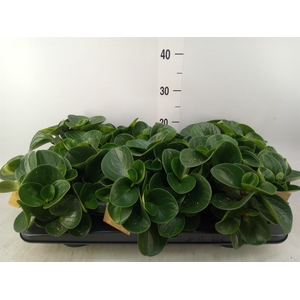 Peperomia obt. 'Red Canyon'