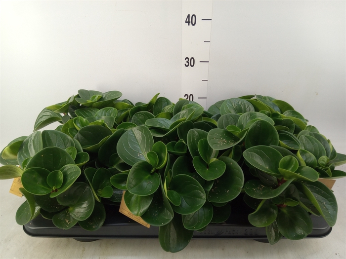 <h4>Peperomia obt. 'Red Canyon'</h4>