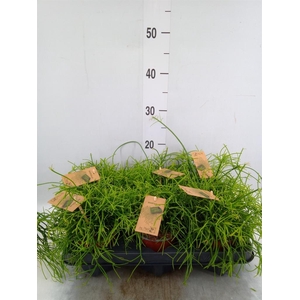 Rhipsalis baccifera 'Oasis'