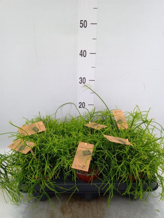 <h4>Rhipsalis baccifera 'Oasis'</h4>