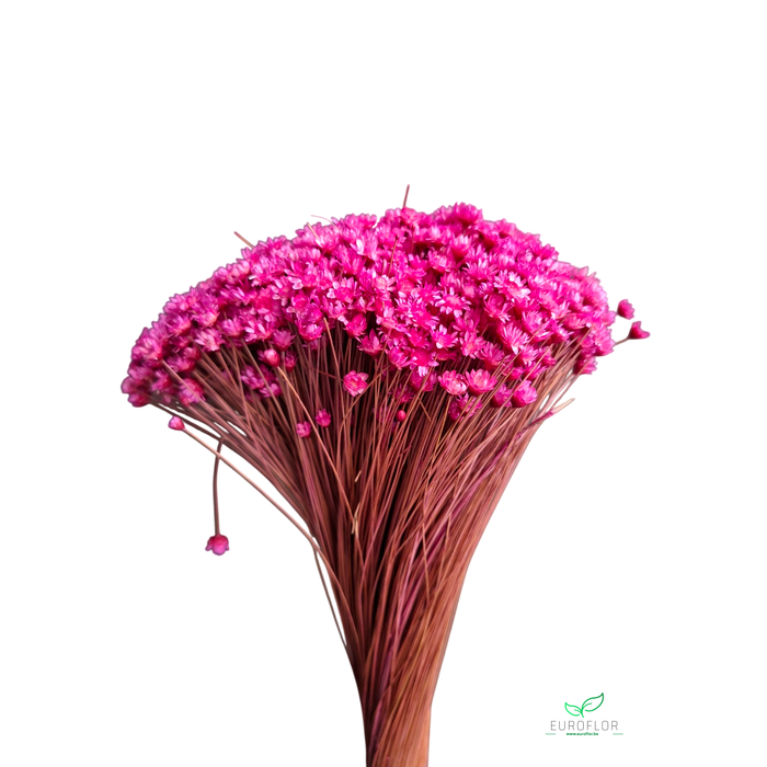 <h4>DRIED FLOWERS - GLIXIA LAVENDEL 100GR</h4>