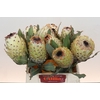 Protea Barbigera Ice Queen Air