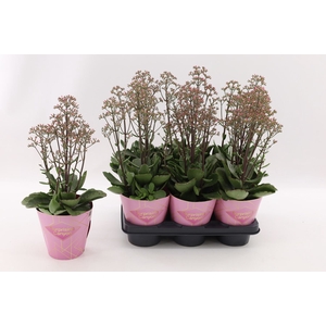 Kalanchoe Wild Flowers Surprising C