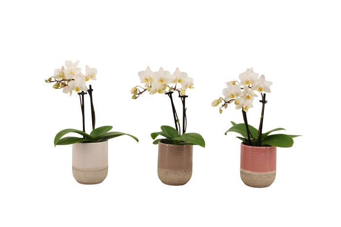 <h4>Becca Mix Tiny Dolls Wit 2T12+ Aqu@</h4>