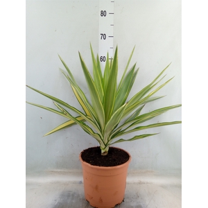 Yucca elephantipes 'Jewel'
