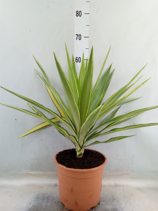 <h4>Yucca elephantipes 'Jewel'</h4>