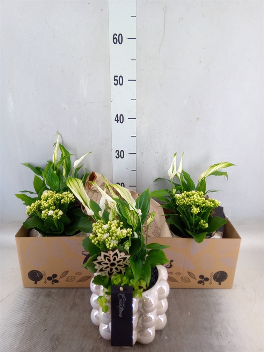 <h4>Arr.   Kamerplant Bloei H%</h4>
