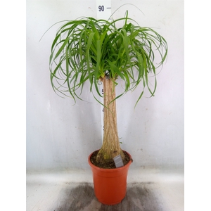 Beaucarnea recurvata