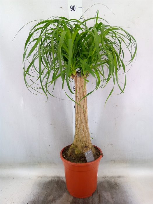 <h4>Beaucarnea recurvata</h4>