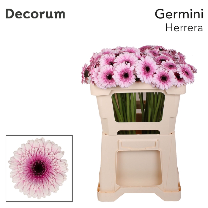 <h4>Germini Herrera Water x60</h4>