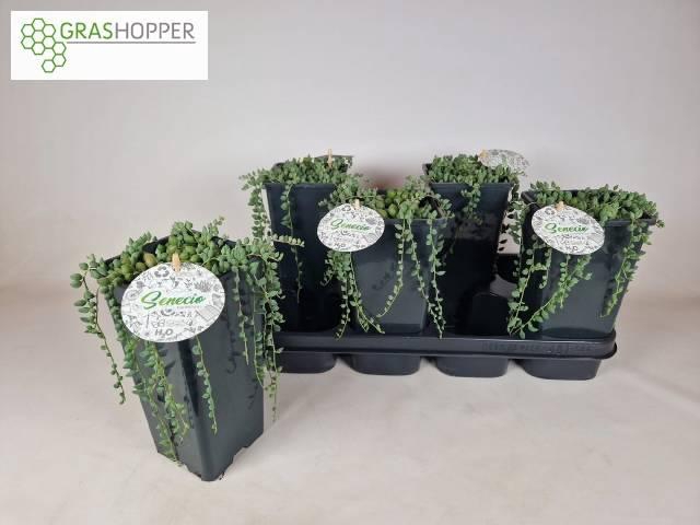 <h4>SENEC HERREIANUS</h4>