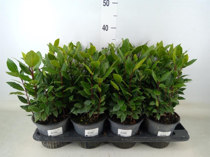 <h4>Laurus nobilis</h4>